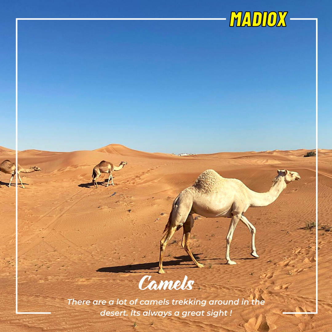 Quad Bike Yamaha 220CC Tours