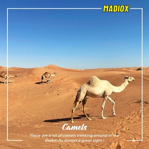 Quad Bike Yamaha 220CC Tours