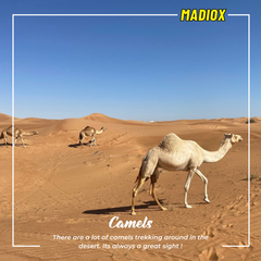 Morning Desert Quad Bike Tour - 4 Persons 4 Bikes