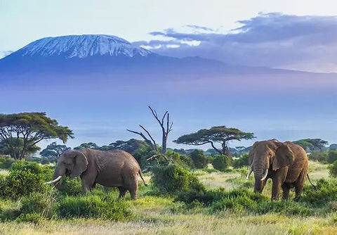 Tanzania Toura and Safari