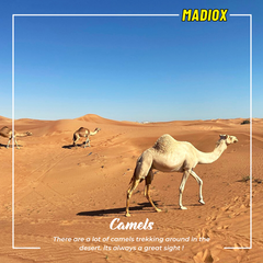 Desert Safari & Dune Buggy Tour