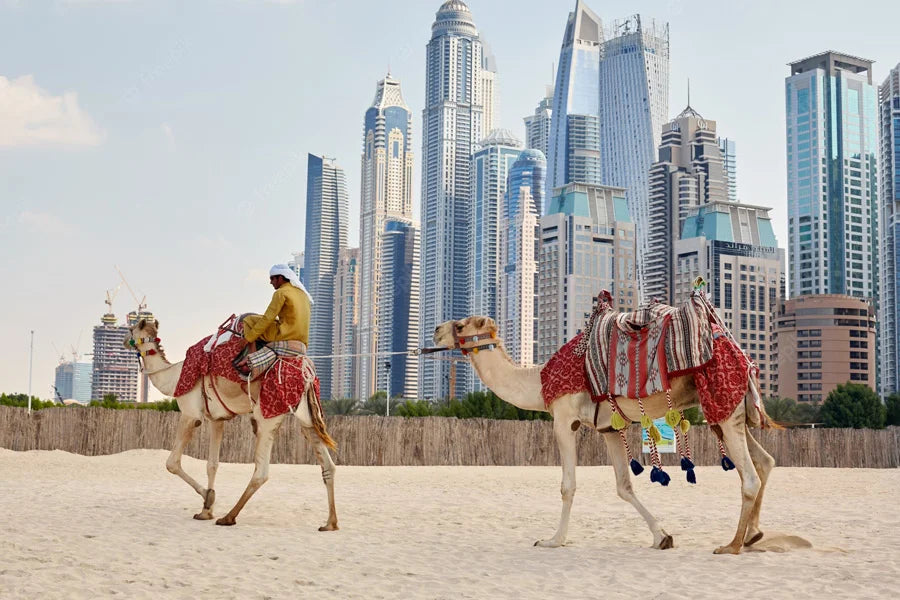 Camel Ride Experience on JBR Beach